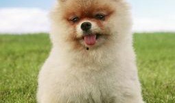 博美爆料新闻事件视频,揭秘新闻事件背后惊人真相